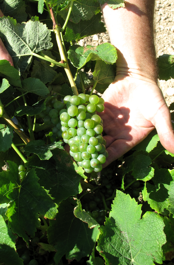 Mauzac, indissociable de Limoux